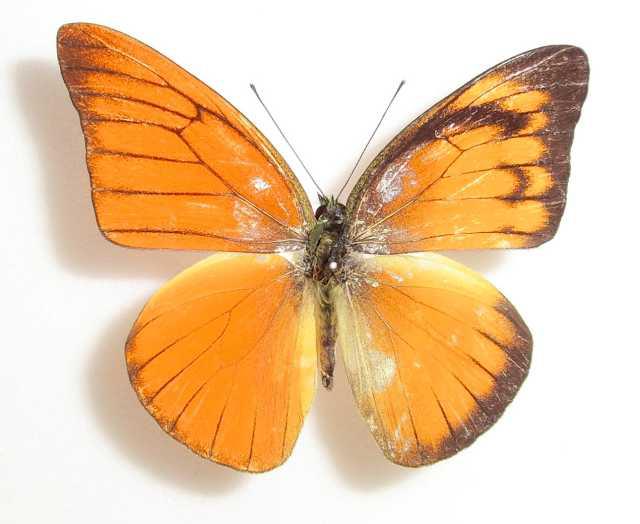 Appias nero figulina (gynandromorph cameron highlands malaysia) (Internet Image property of respective owner, non-commercial use only)
